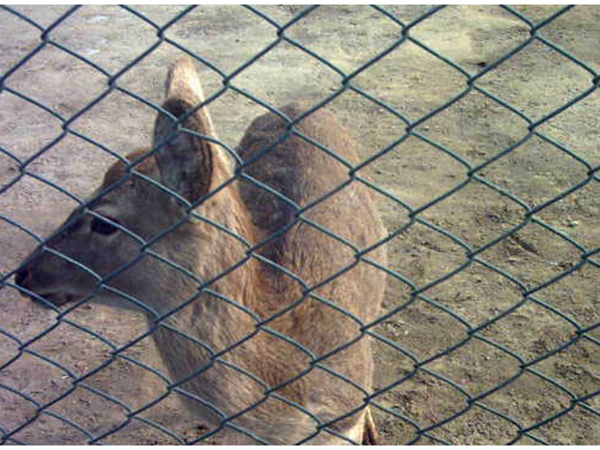 養(yǎng)殖圍欄網(wǎng)圖片2 養(yǎng)殖圍欄網(wǎng)圖片2