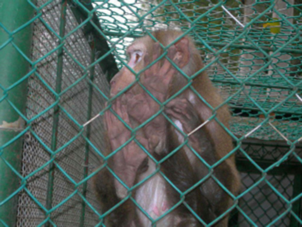 動物園防護柵欄圖片1 動物園防護柵欄圖片1