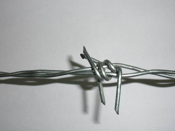 鐵蒺藜圖片4 鐵蒺藜圖片4